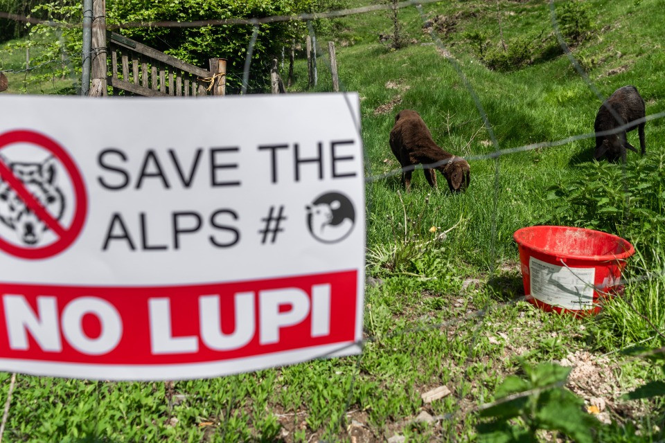 Lupo in Svizzera: una convivenza sempre più difficile da gestire
