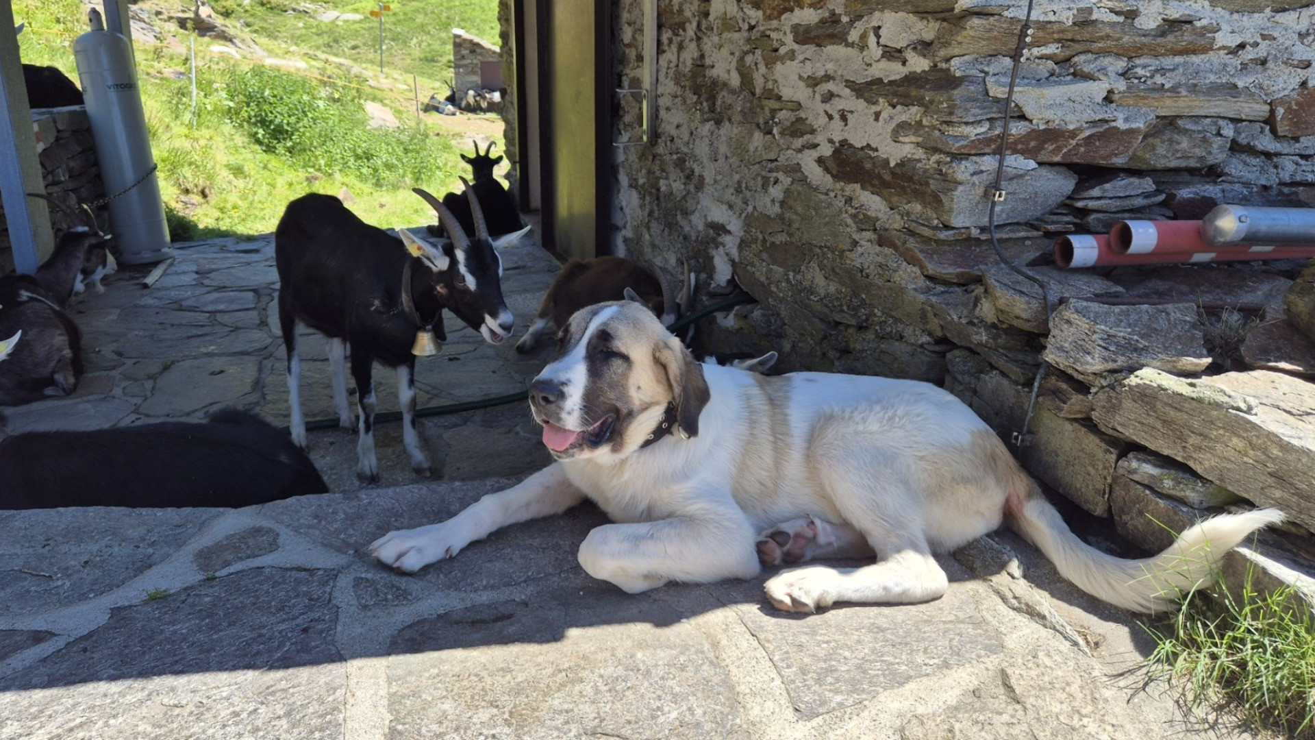 Cani da protezione, arrivano «sentinelle» per sensibilizzare gli escursionisti