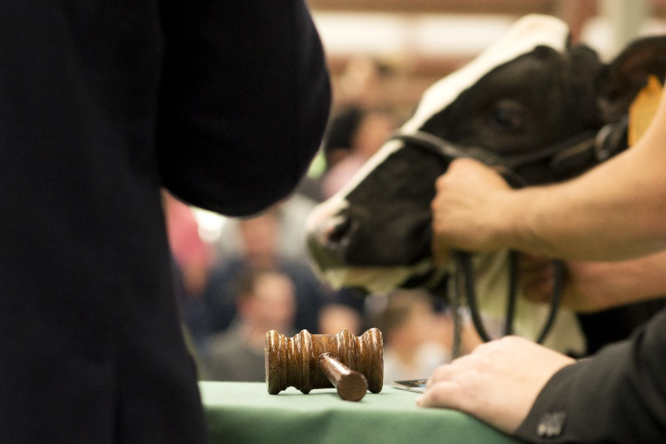Mucche all'asta da 3.50 franchi: in Ticino «situazione allarmante, ma non siamo ancora a quel punto»