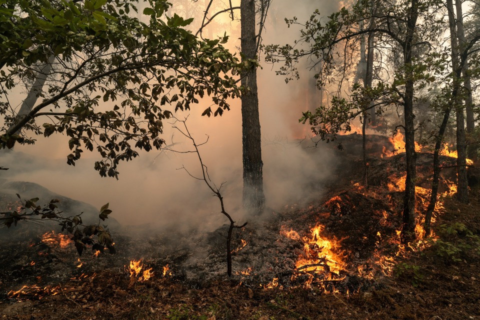 Devastanti incendi in Francia, Spagna e Italia: «In Calabria gatti vivi usati come inneschi per le fiamme»