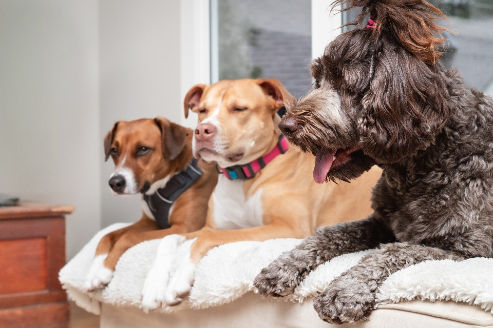 Gli animali domestici fanno davvero bene alla salute? Uno studio svizzero mette in discussione alcune convinzioni