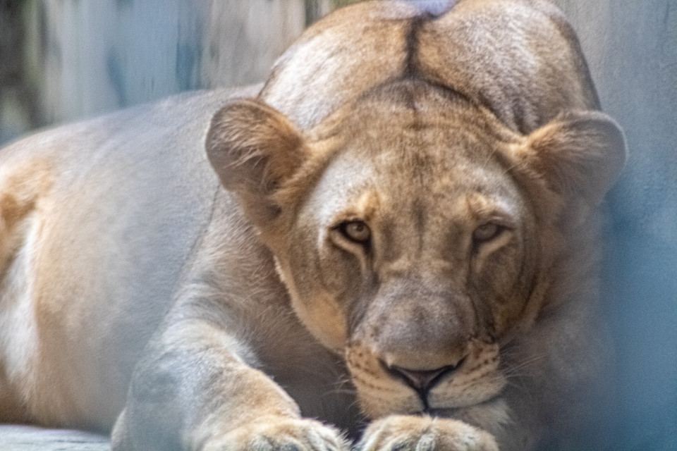 Tre leonesse morte per il caldo allo zoo di Tokyo
