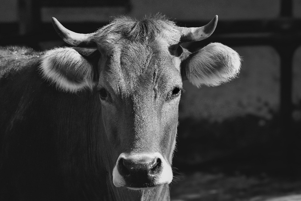 Mancano bovini da macello: la beffa degli agrari ticinesi