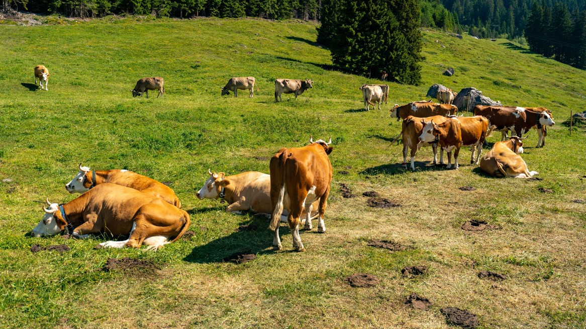 Siccità e cambiamenti climatici, i contadini ticinesi: «Servono aiuti subito alle aziende agricole»