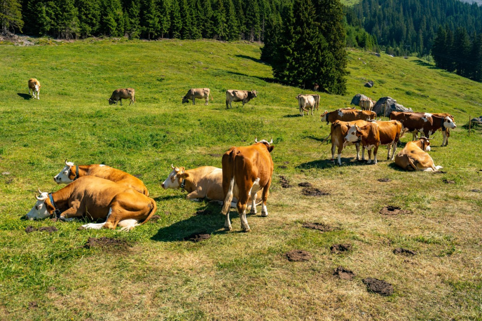 Siccità e cambiamenti climatici, i contadini ticinesi: «Servono aiuti subito alle aziende agricole»