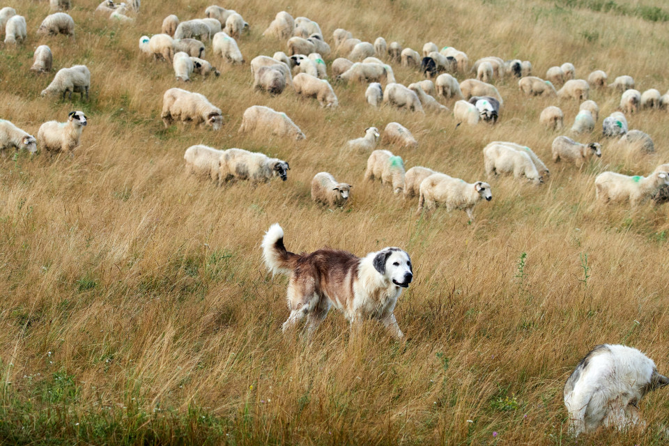 Incidente tra escursionisti e cani da protezione, i Grigioni vogliono vederci chiaro
