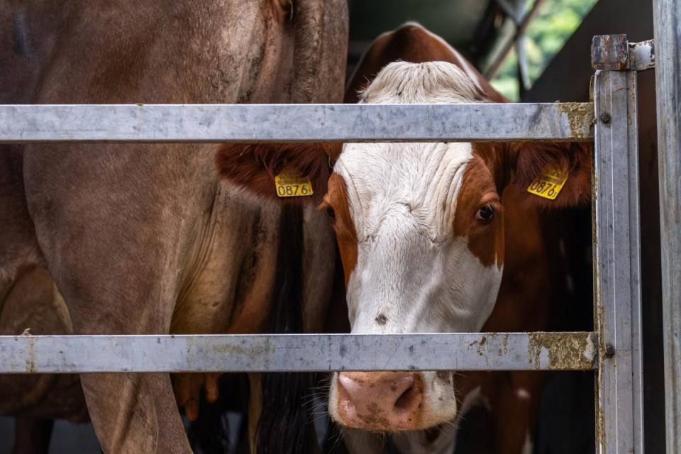 La siccità porta a un aumento delle macellazioni di bovini
