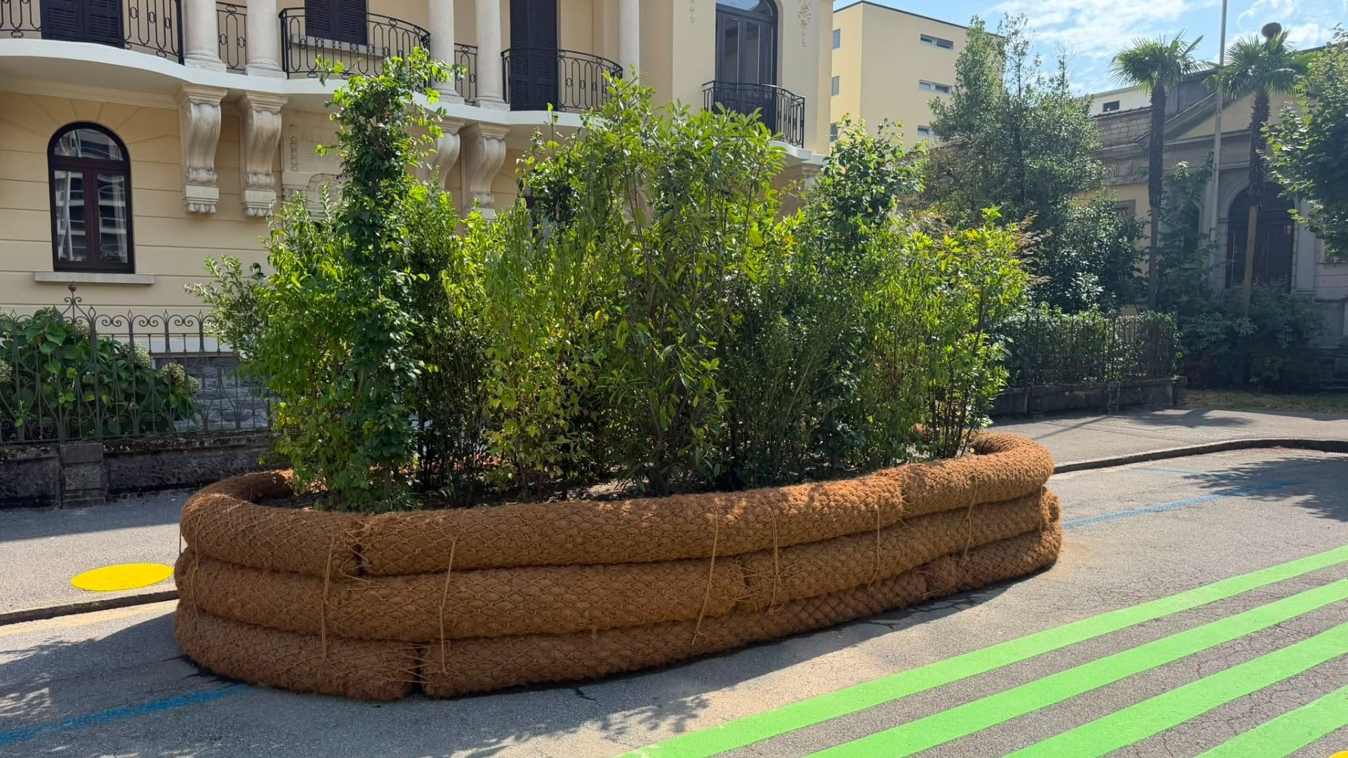 «Quegli alberi che non fanno ombra a Locarno? Non è questo il loro scopo primario»