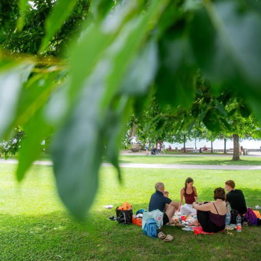 Rischio caduta rami a causa della siccità: «Non sostate sotto gli alberi»