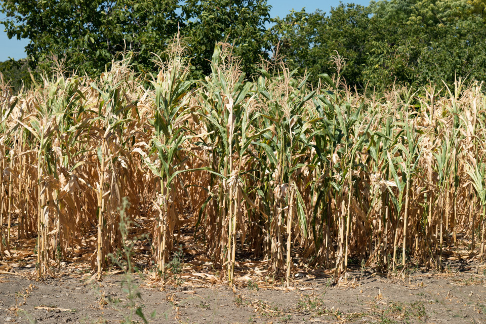 «L'agricoltura svizzera è duramente colpita dalla siccità»