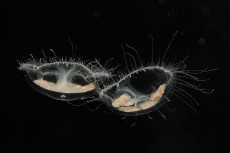 Meduse nel Lago Lemano: ci sono, ma invisibili da 20 anni