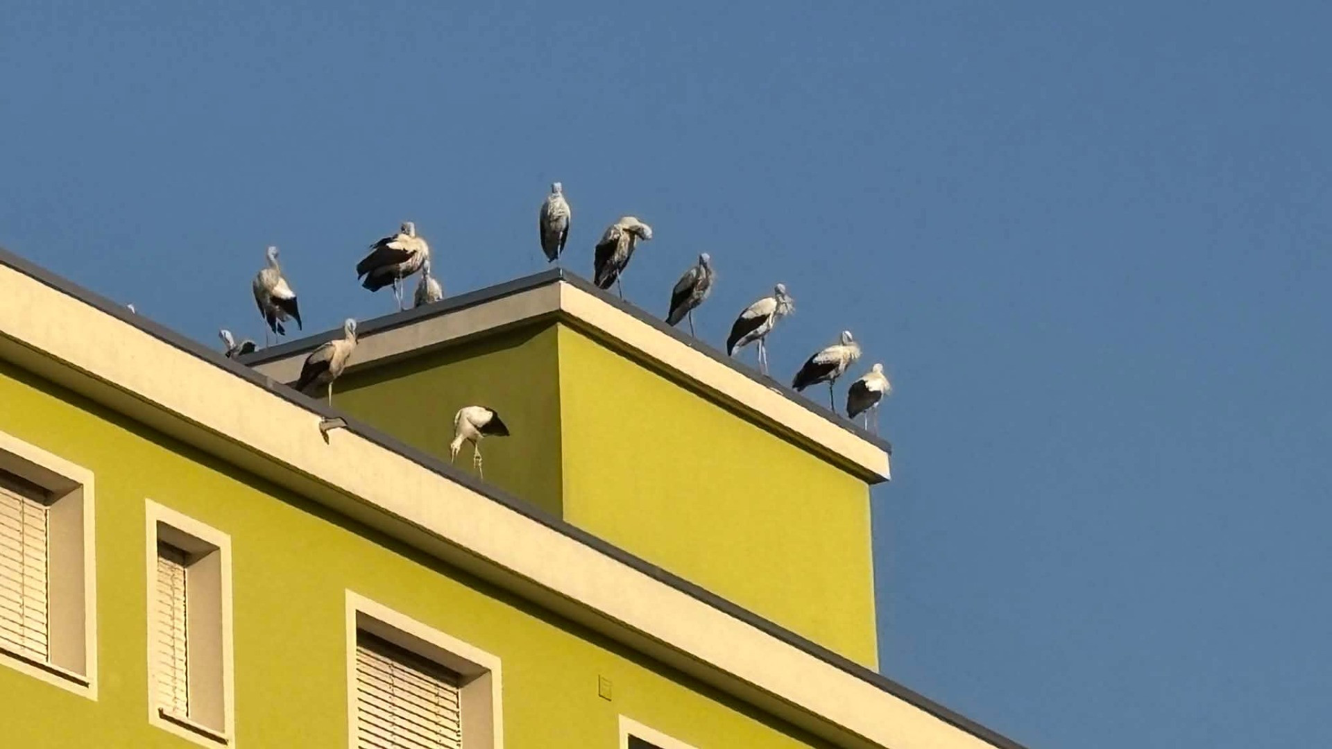 Dalla Mesolcina al Piano di Magadino, passando per Castione: «Le cicogne? Ecco il loro percorso»