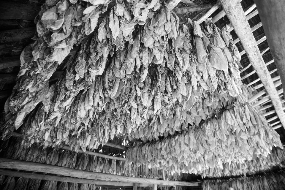 La produzione di tabacco diminuisce, ma non in Ticino