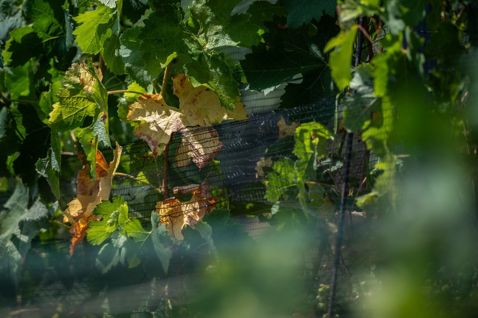 Siccità nel Mendrisiotto: «Gli agricoltori e i viticoltori chiedono acqua, non promesse»