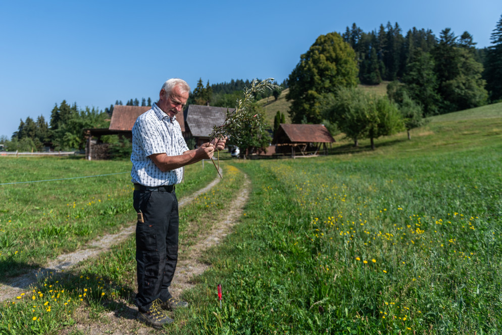 Ramseier durante la dimostrazione, in un campo vicino alla sua fattoria a Eggiwil (foto Cdt-Zocchetti)