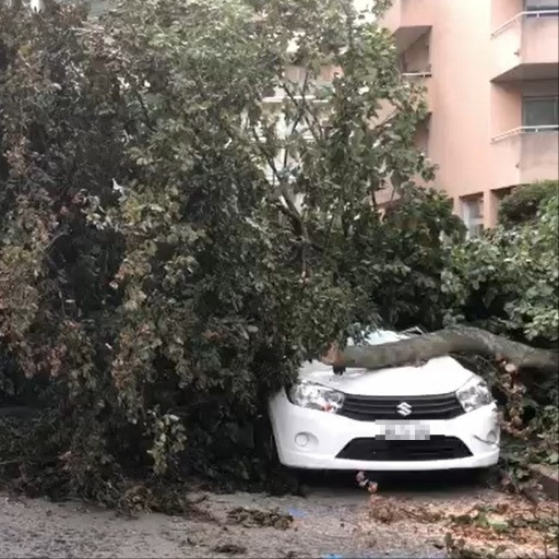 Forti raffiche di vento sul Luganese, un albero travolge le auto parcheggiate