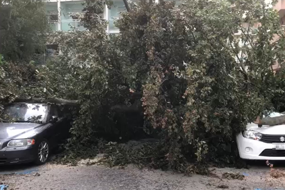 Forti raffiche di vento sul Luganese, un albero travolge le auto parcheggiate