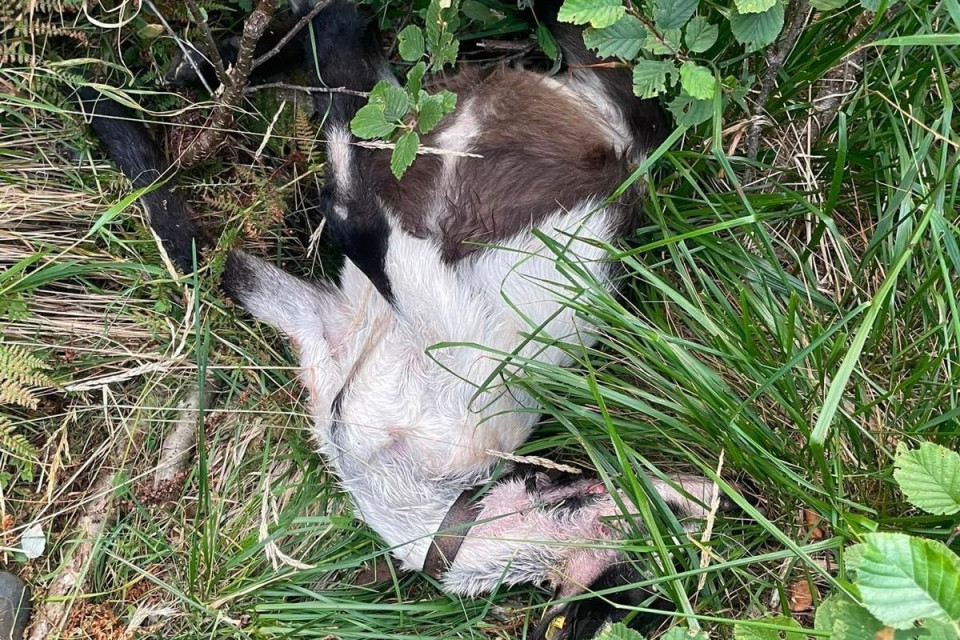 Il lupo fa razzia di capre sul Monte Tamaro