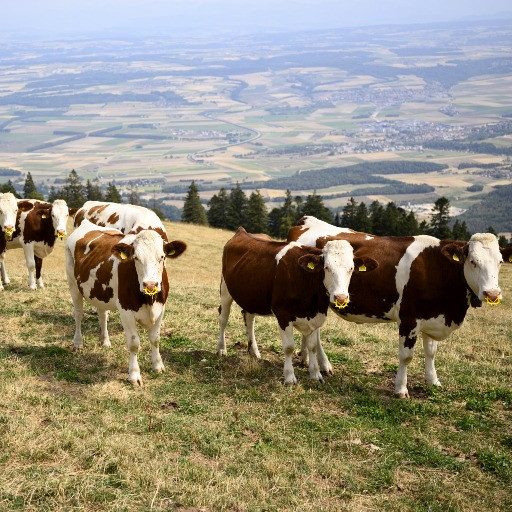 La siccità manda in crisi l’agricoltura e gli animali rischiano il macello