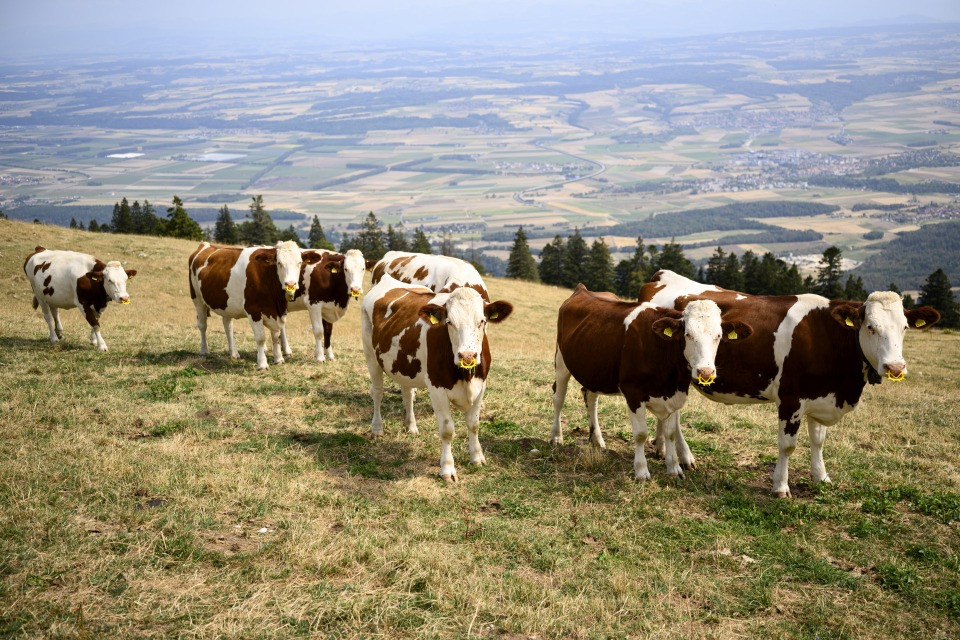 La siccità manda in crisi l’agricoltura e gli animali rischiano il macello