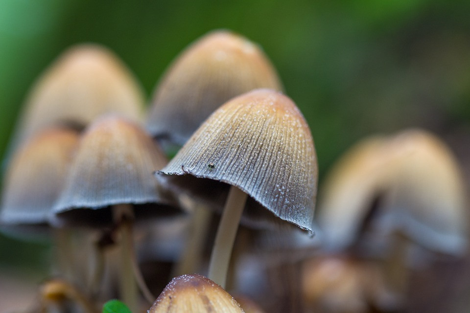 «Funghi allucinogeni»: cosa succede davvero nel cervello quando agisce la psilocibina