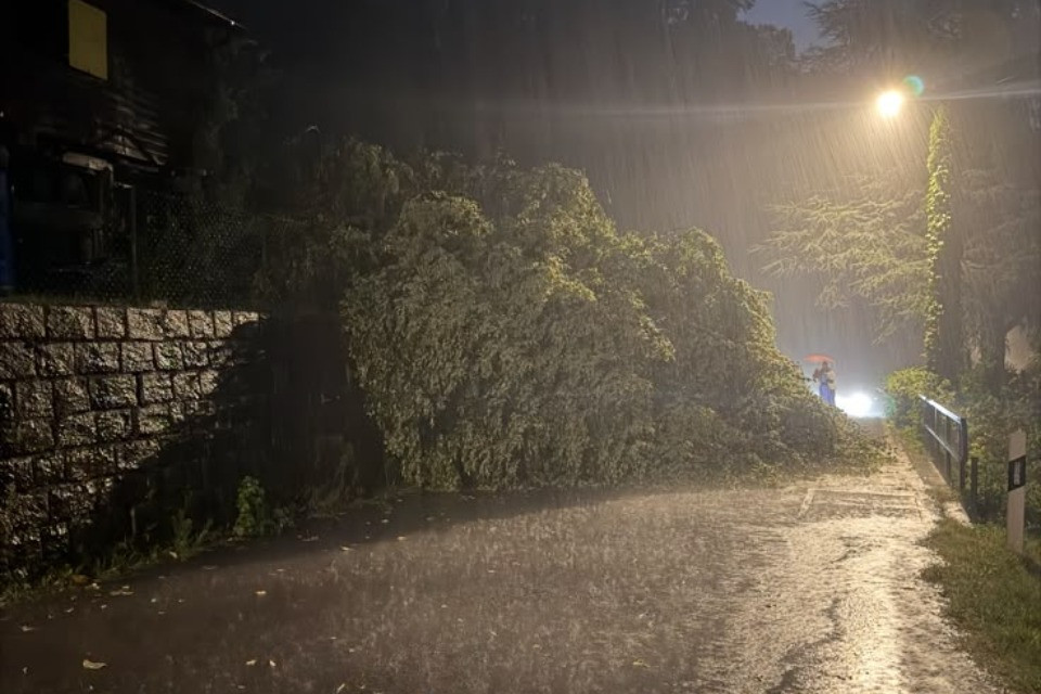 Pianta cade e blocca la strada per Robasacco