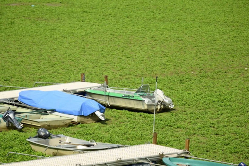 Il lago Les Brenets prosciugato dalla siccità diventa un prato