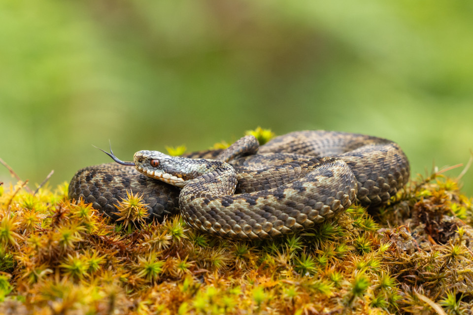 I morsi di serpente uccidono molte più persone di quanto si pensi