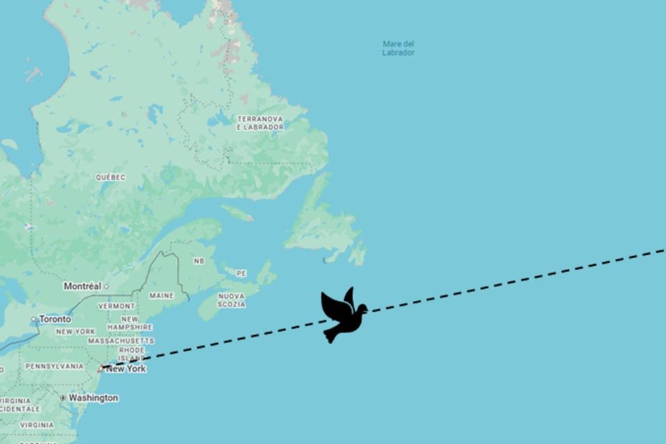 Stanchi dei messaggi istantanei? Ora le chat viaggiano anche alla velocità dei piccioni
