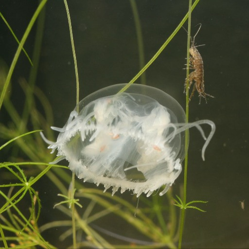 Sono tornate le meduse nel lago Ceresio