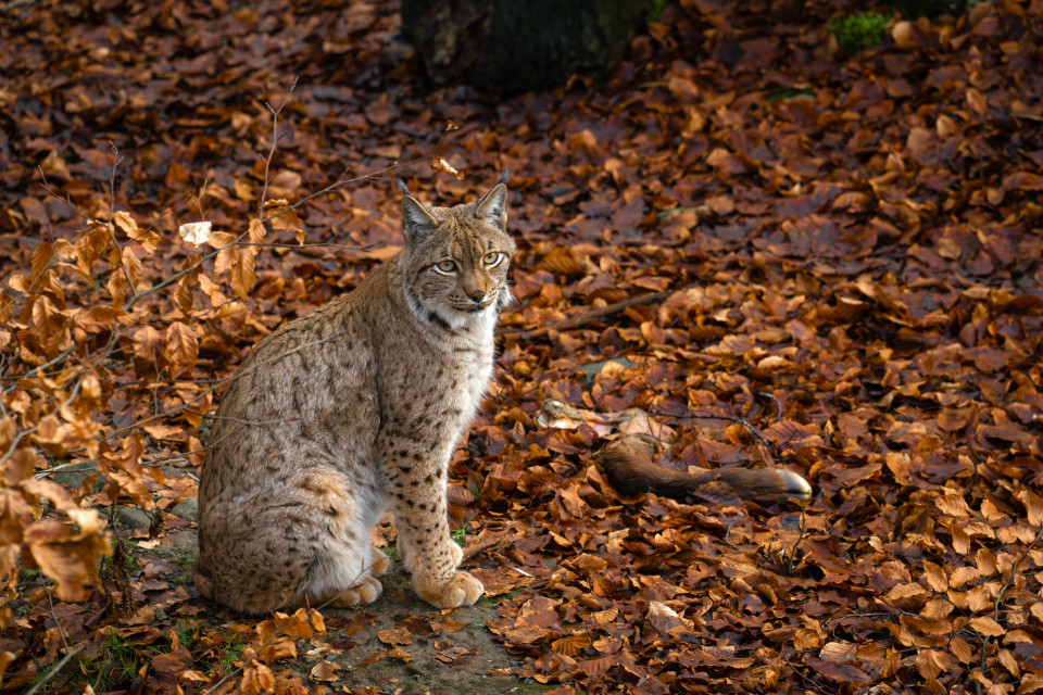 La lince sta conquistando l'Altopiano svizzero, nonostante i pericoli