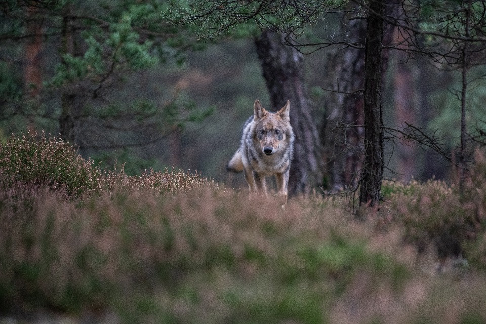 Lupo, l’Associazione dei grandi predatori sostiene la petizione per un massimo di sette branchi