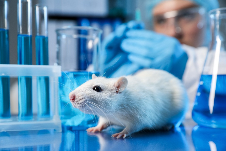 Mai così pochi esperimenti su animali in Svizzera, ma più test «gravi»