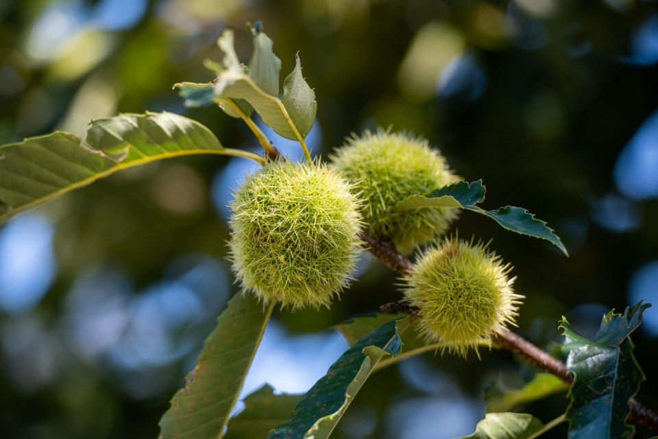 La raccolta delle castagne parte dalla selva più a sud