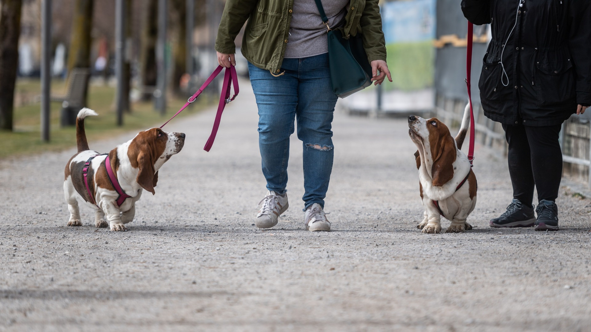 «Oggi non si vendono più prodotti per animali: si vende relazione»