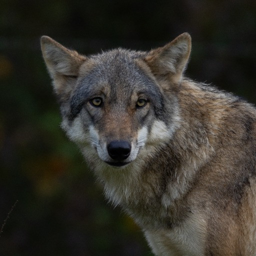 Lupi, il «modello svedese» sarà realtà anche in Svizzera