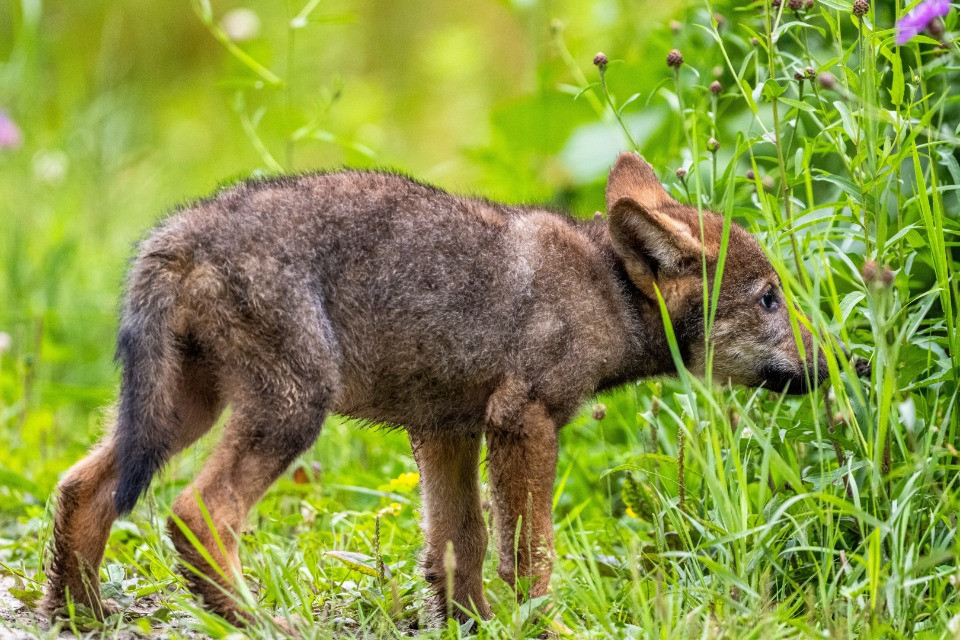 Abbattuto un giovane lupo del branco Camoghè
