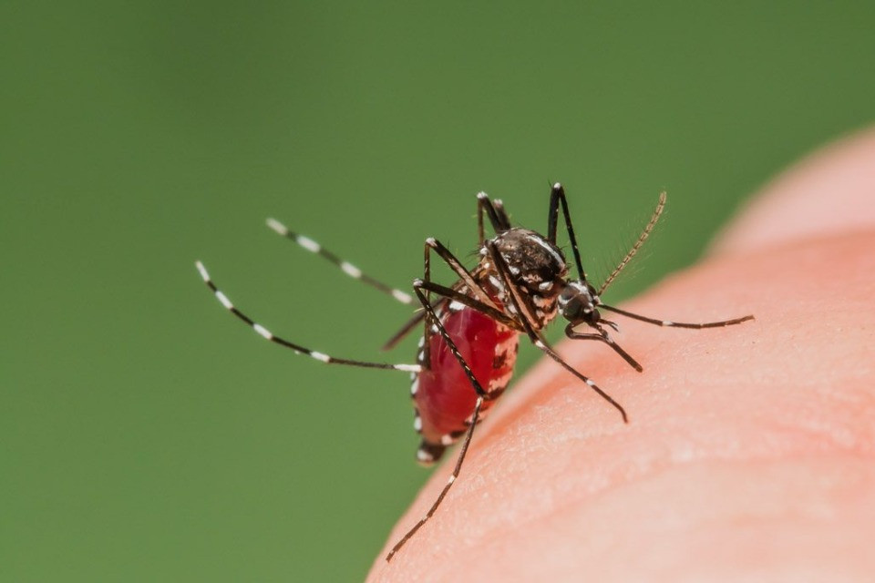 Zanzare tigre, l’estate non basta più: in Ticino restano fino all’autunno