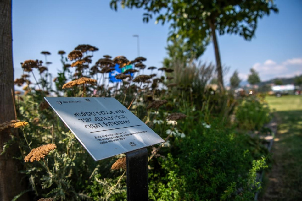 A Mendrisio un albero per ogni bambino, cerimonia all’Adorna