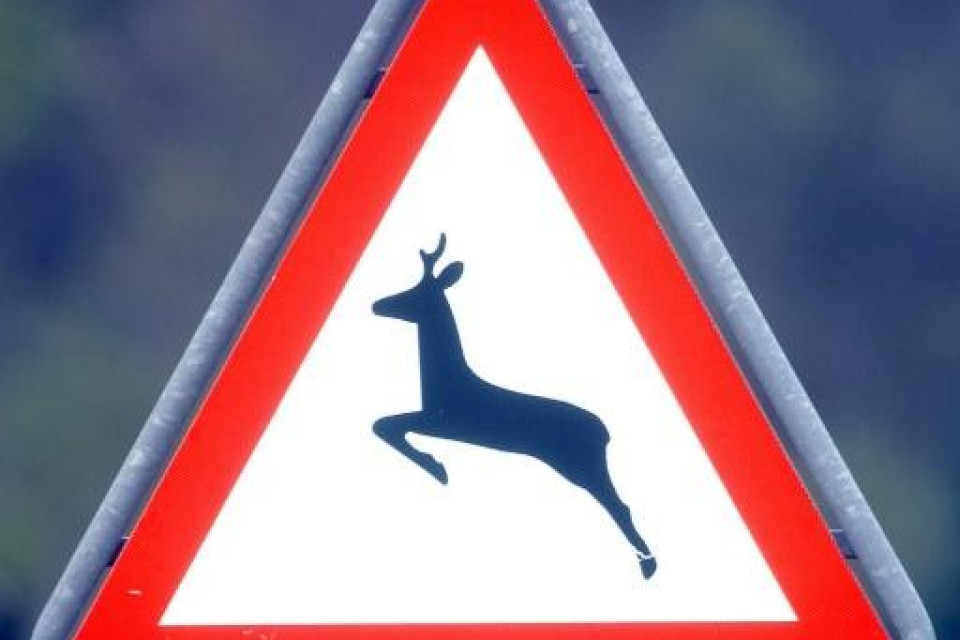 Autunno, aumentano gli incidenti stradali causati dalla fauna selvatica