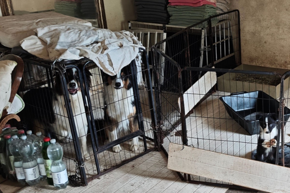 Maltrattamenti in una fattoria, sequestrati tredici cavalli e quaranta cani