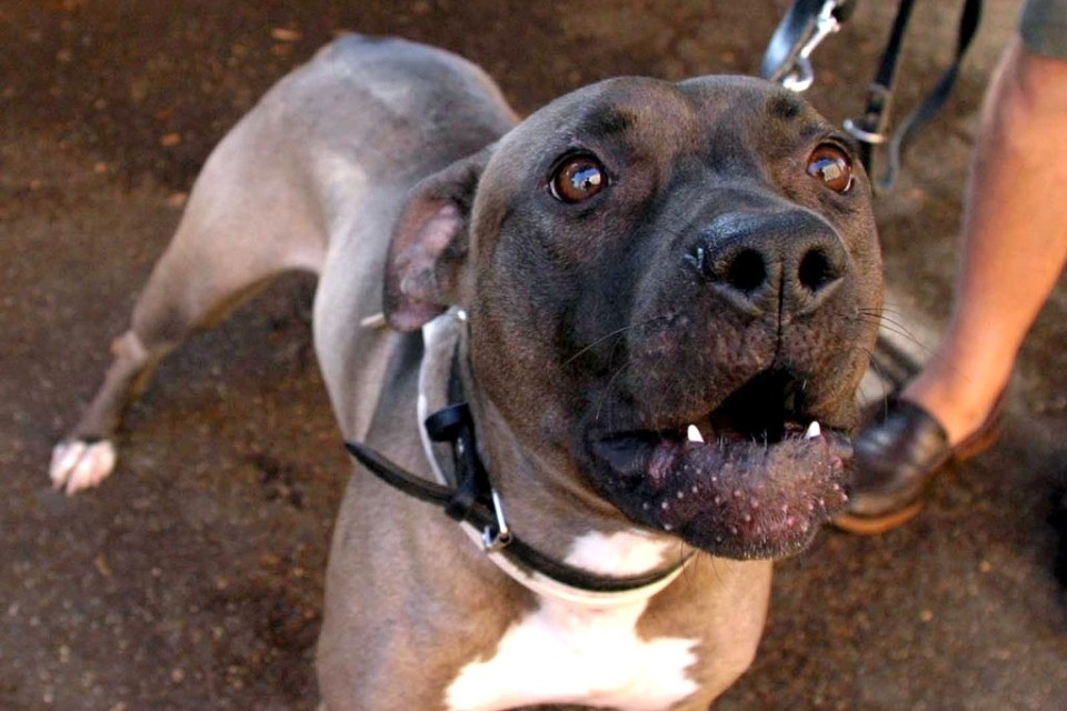 «Mordono e non mollano»: Argovia divisa sui cani pericolosi