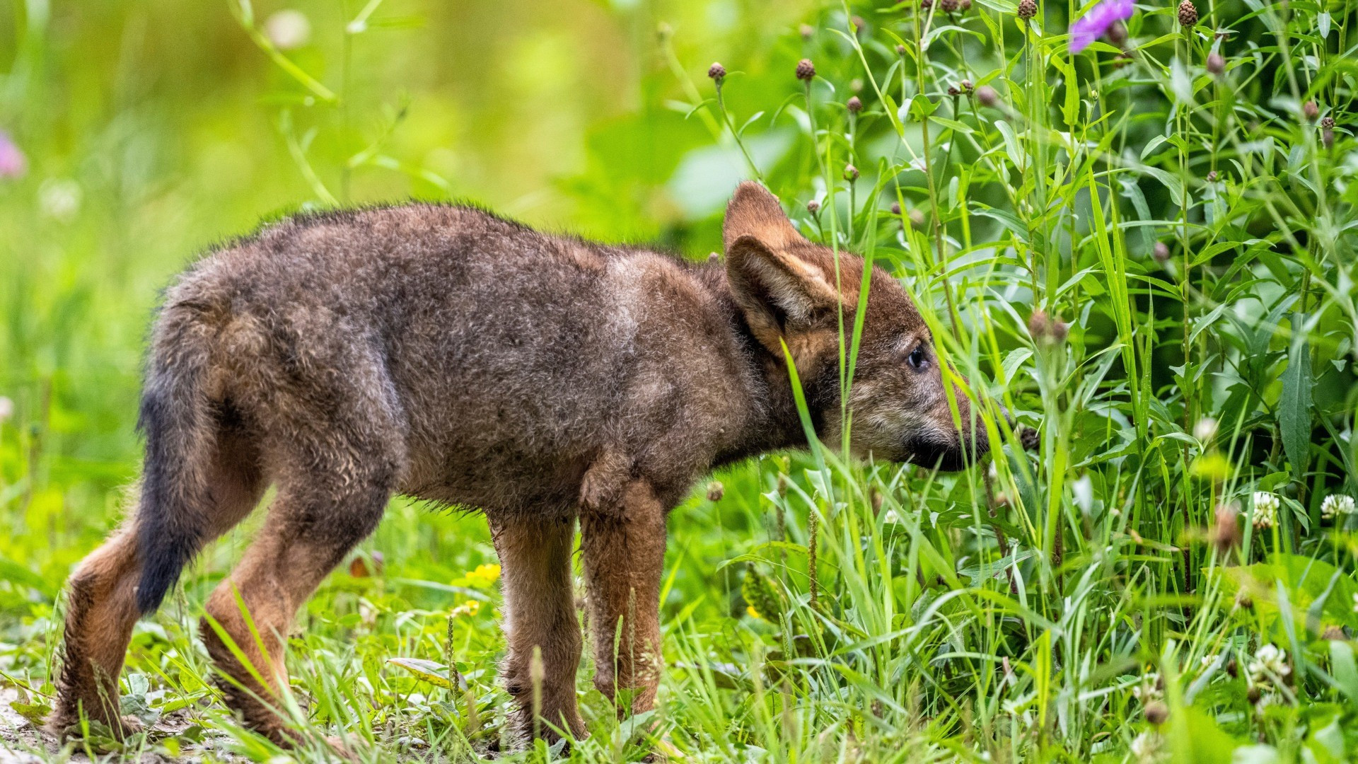 Regolazione del branco Camoghè: abbattuto un altro lupo