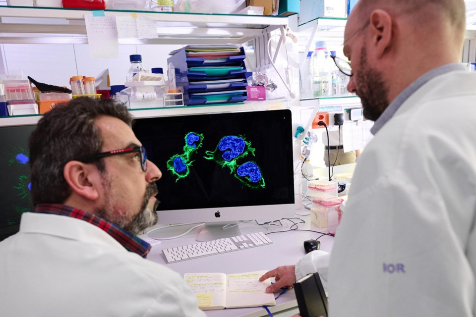 Linfomi a cellule B: una scoperta dello IOR sulla resistenza alle terapie