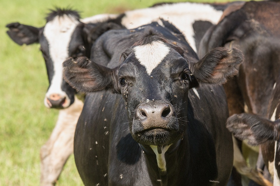 Virus Shamonda, primo contagio umano in Francia: in Svizzera colpiti circa 200 animali