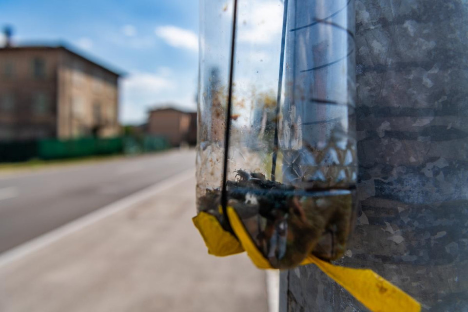 Coleottero giapponese, catturati 28 milioni di esemplari in Ticino