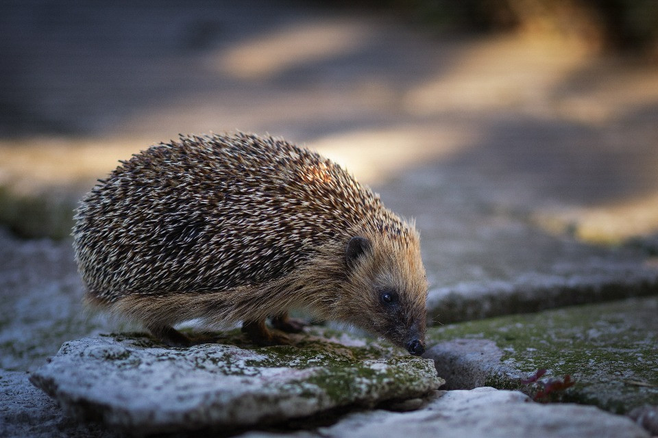 Il riccio, eletto animale dell'anno, «sta soffrendo per la siccità»