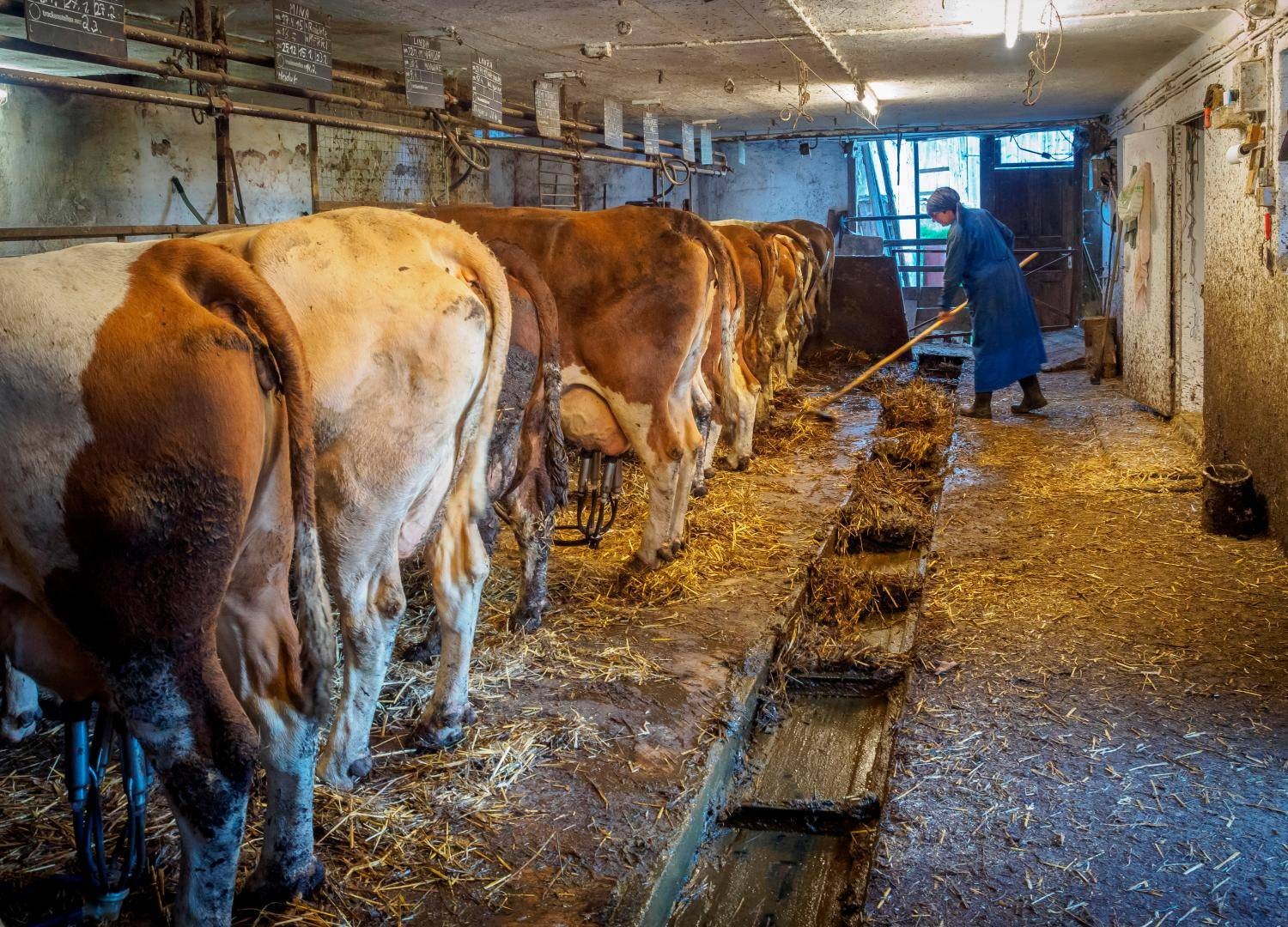 C’è l’accordo coi contadini per la centrale a biogas a Stabio