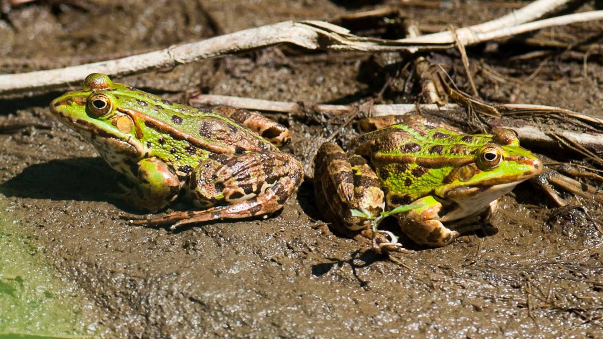 Ecco come riordinare 60 campi di calcio salvando le rane