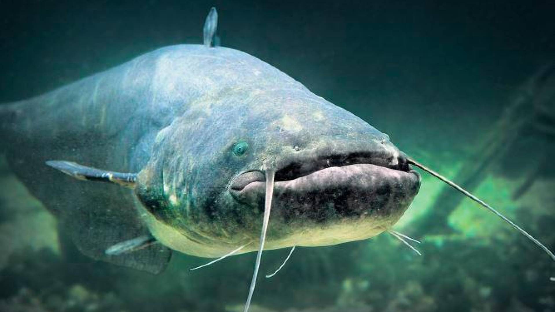 Quel siluro a Melano che preoccupa i pescatori